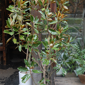 タイサンボク・リトルジェム - Collection : コレクション - NEO GREEN